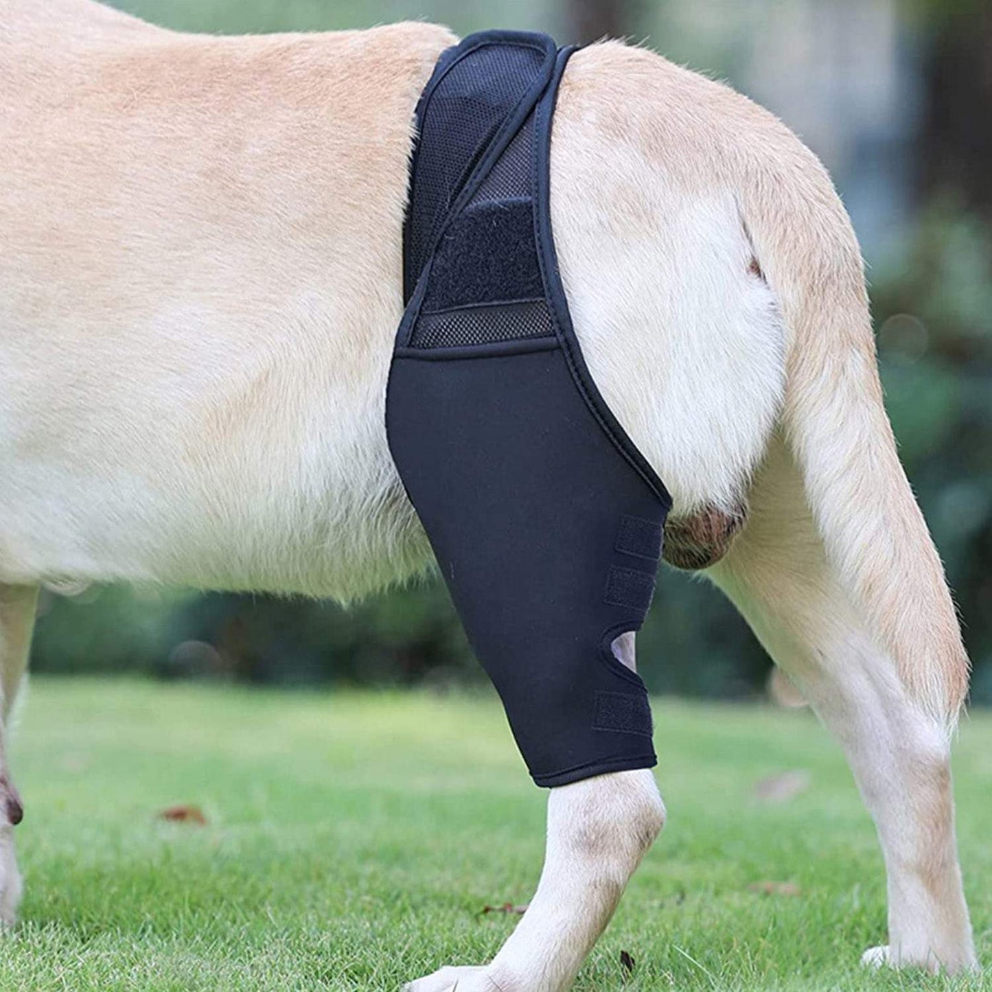 Dog Elbow Brace for Joint Support, Arthritis, and Injury Recovery