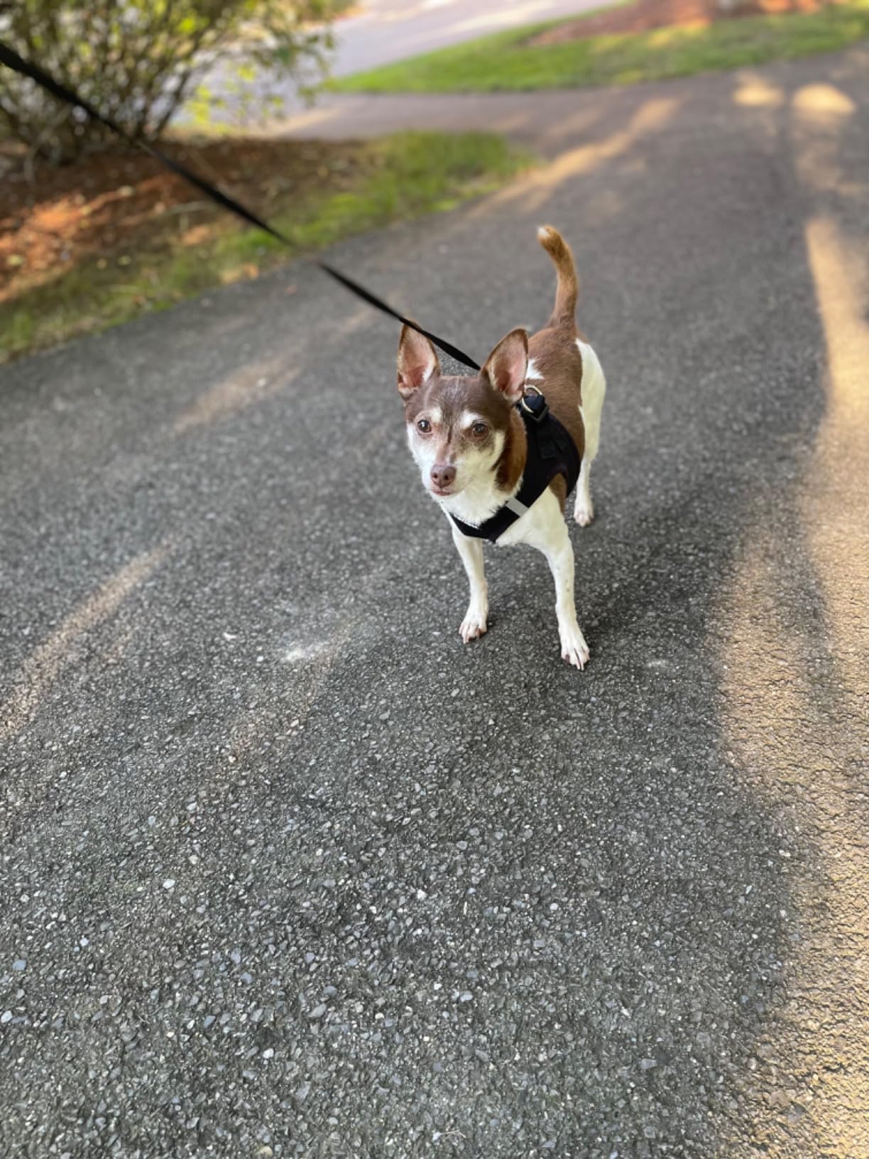 Adjustable Breathable Pet Harness with Leash - Reflective Vest photo review