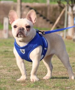 Harness And Leash Cat Adventure