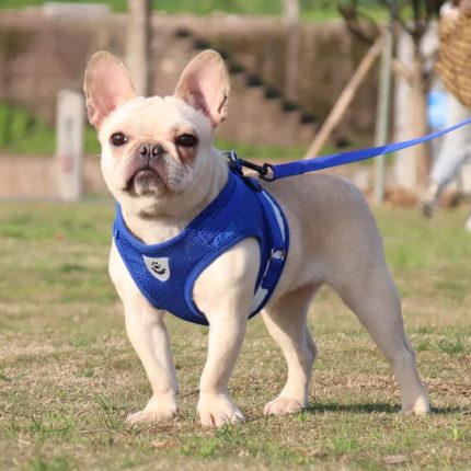 Harness And Leash Cat Adventure