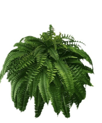 Uv Resistant Lifelike Artificial Boston Fern For Outdoors