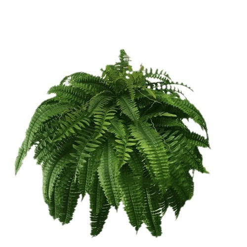 Uv Resistant Lifelike Artificial Boston Fern For Outdoors