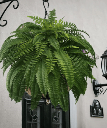 Uv Resistant Lifelike Artificial Boston Fern For Outdoors