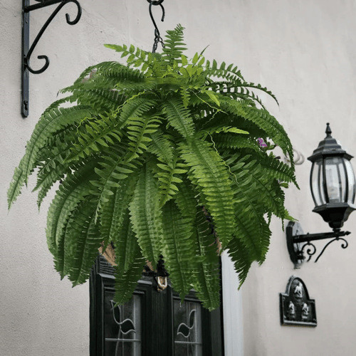 Uv Resistant Lifelike Artificial Boston Fern For Outdoors